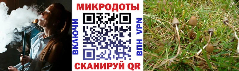 что такое   Темников  Псилоцибиновые грибы Cubensis 